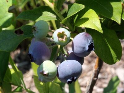 Blueberry | St. Cloud