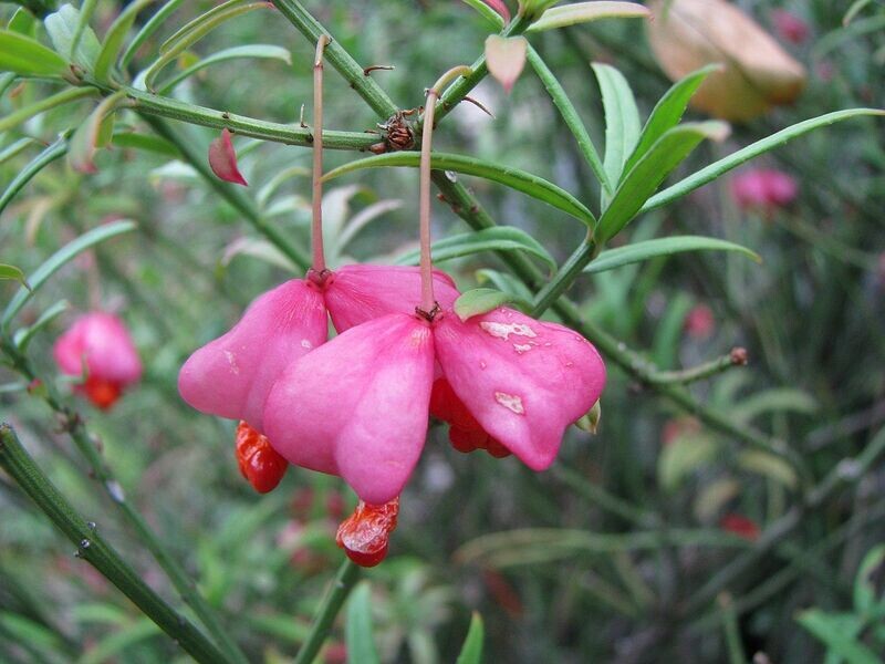Burning Bush | Dwarf Turkestan