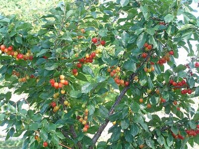 Cherry | Evans 'Treeform'