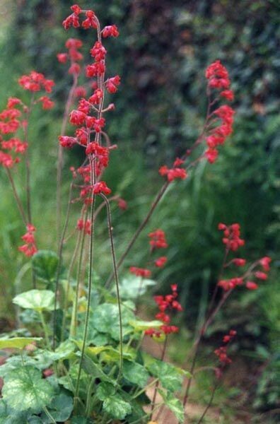 Coralbells  | Firefly