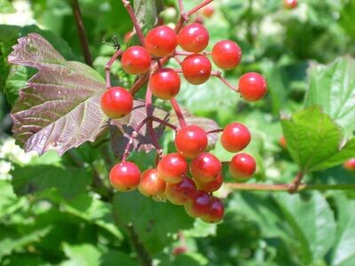 Cranberry | Highbush 'Native'