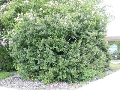 Cotoneaster | Hedge