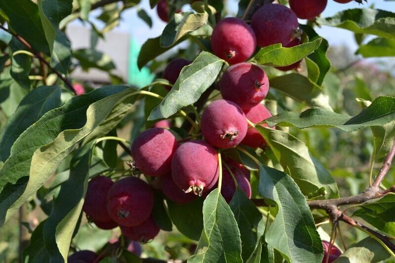 Crabapple | Dolgo