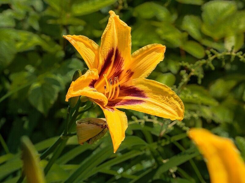 Daylily | Bonanza