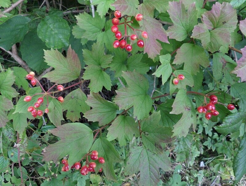 Cranberry | Dwarf European