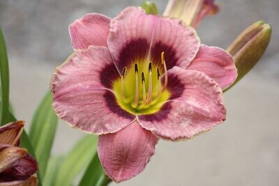 Daylily | Always Afternoon