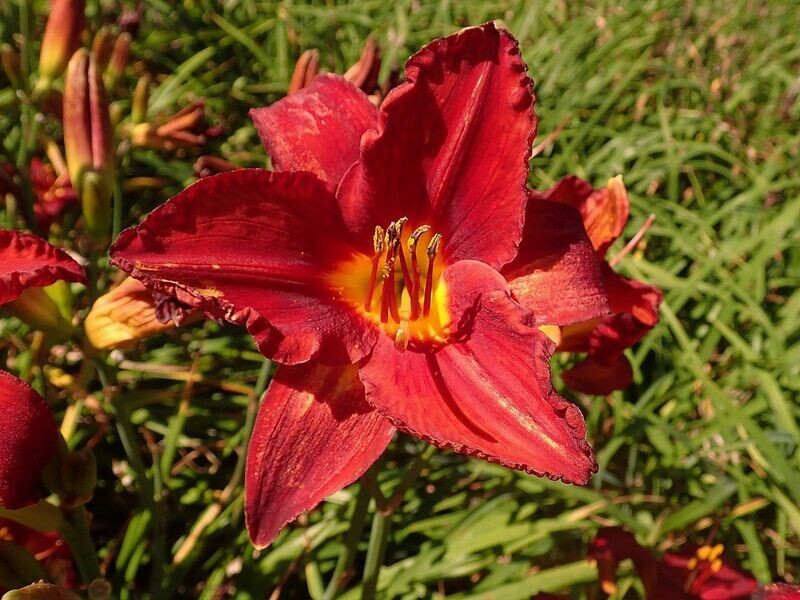 Daylily | Chicago Apache