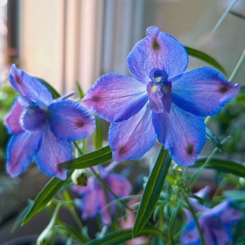 Delphinium | Blue Butterfly