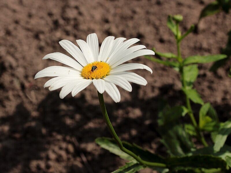 Daisy | Alaska Shasta