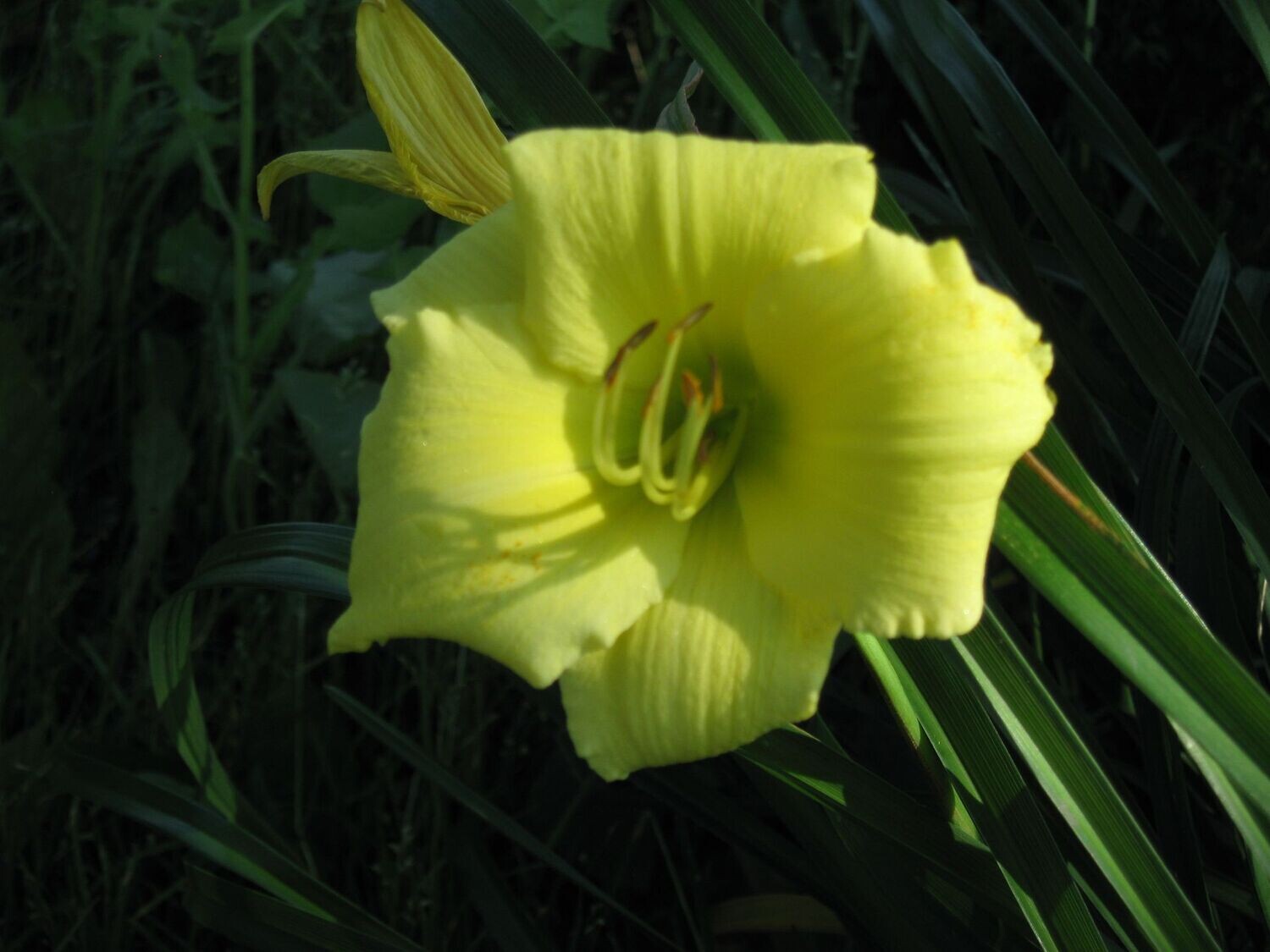 Daylily | Fragrant Treasure