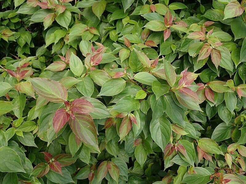 Dogwood | Dwarf Crimson