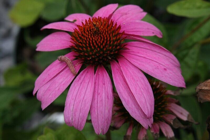 Echinacea | Magnus Purple Coneflower
