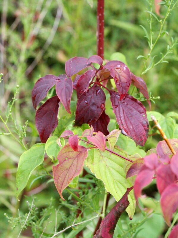 Dogwood | Red Oiser (Native)