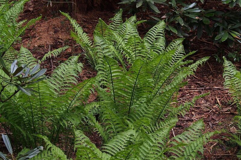 Fern  | Ostrich 'Native'