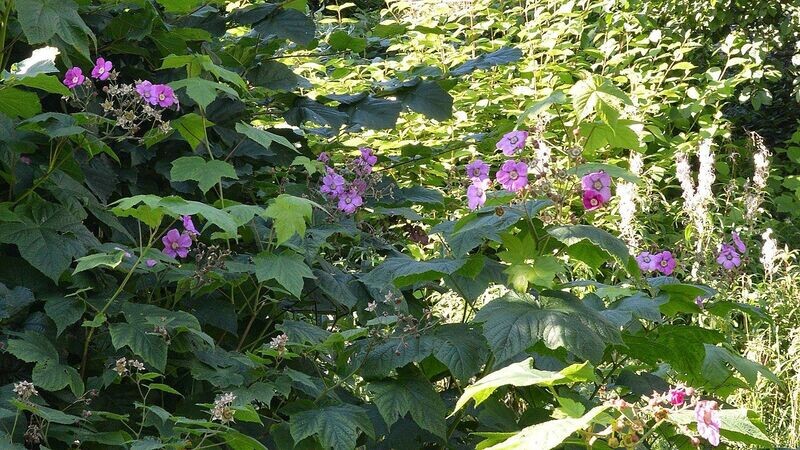 Flowering Raspberry | Ornamental