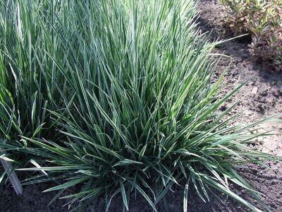 Grass | Variegated Bulbous Oat Grass