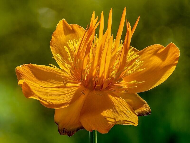 Globeflower | Golden Queen