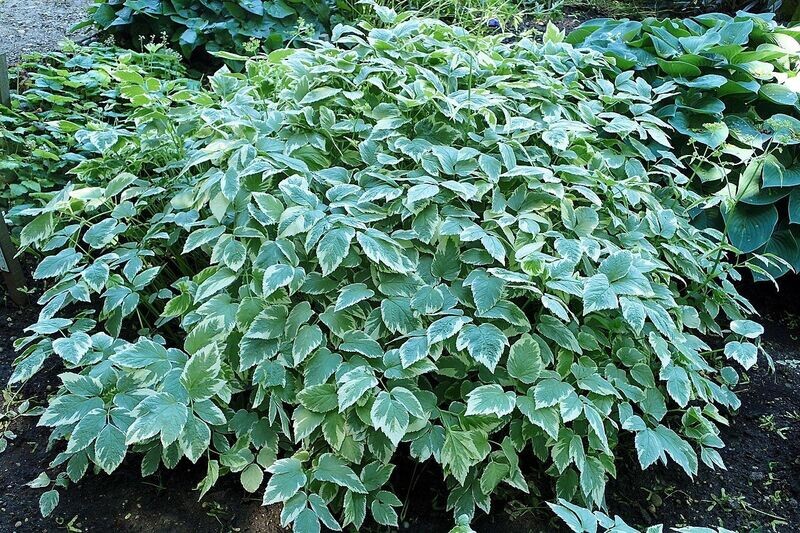 Goutweed | Variegated