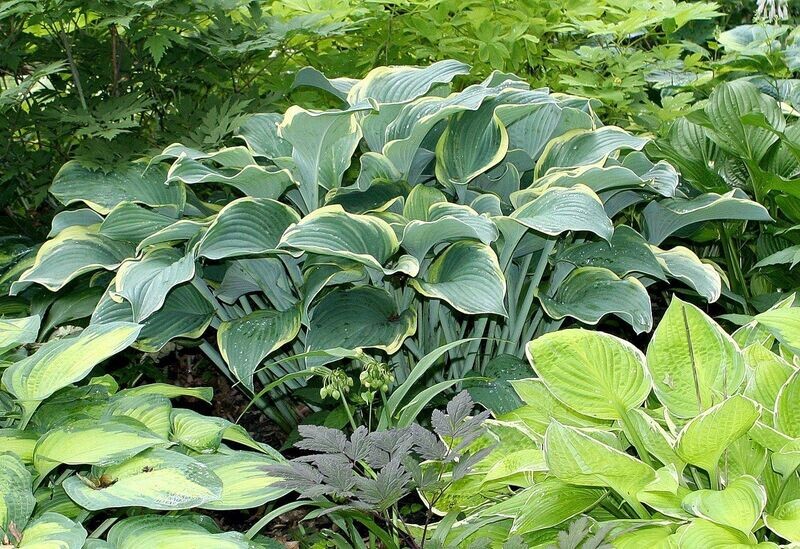 Hosta | Regal Splendor