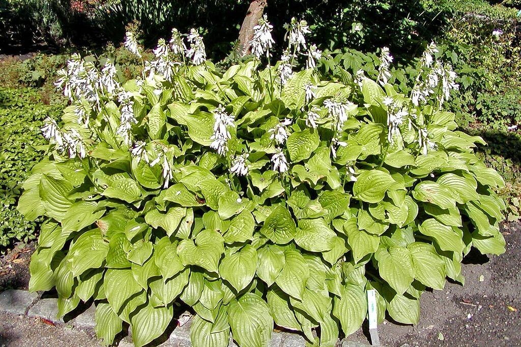 Hosta | Royal Standard