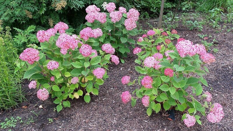 Hydrangea | Invincibelle Ruby
