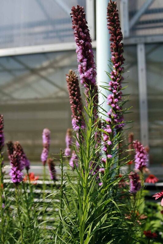 Liatris | Blue Blazing Star