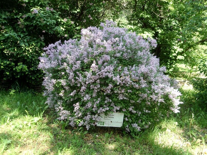 Lilac (Dwarf) | Korean