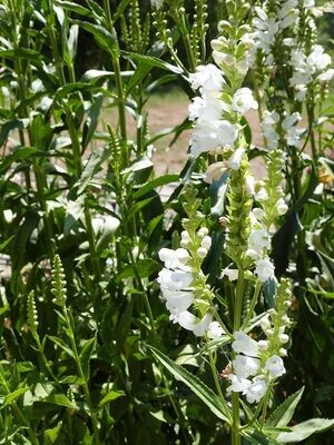 Obedient Plant | Crystal Peak White