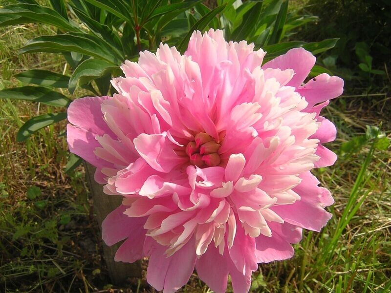 Peony | Sarah Bernhardt