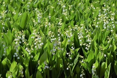 Lily of the Valley | Ground Cover