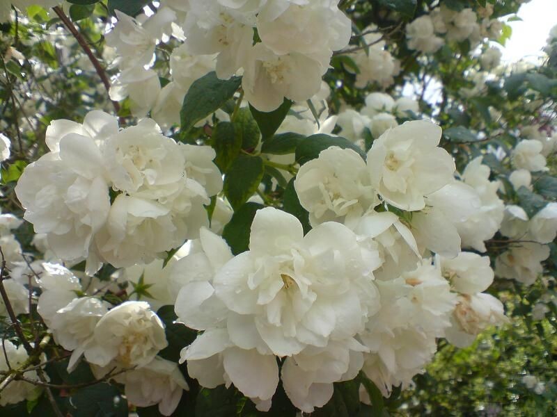 Mock Orange | 'Minnesota Snow Flake'