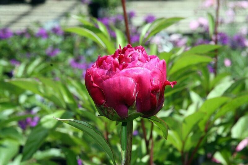 Peony | Karl Rosenfield