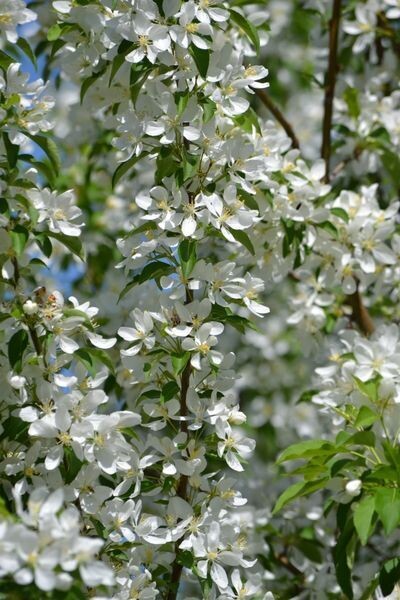 Mock Orange | Lewis