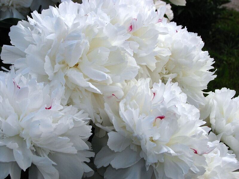 Peony | Festiva Maxima