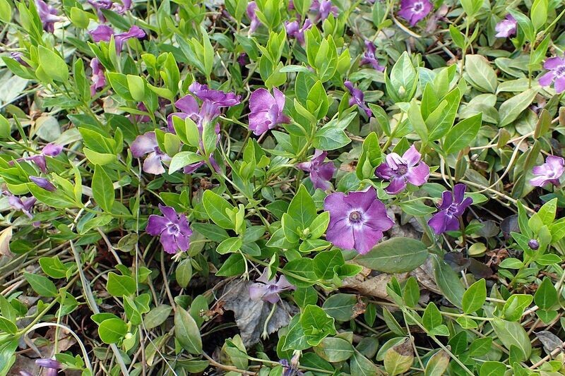 Periwinkle | Myrtle