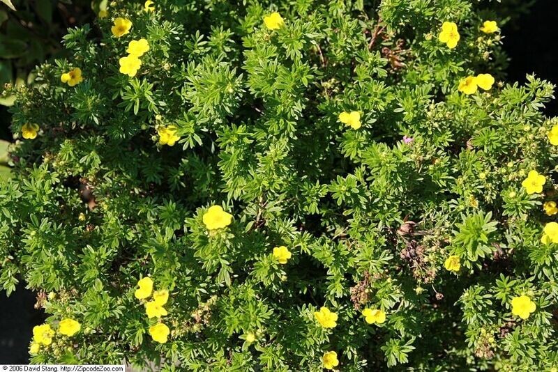 Potentilla | Goldfinger
