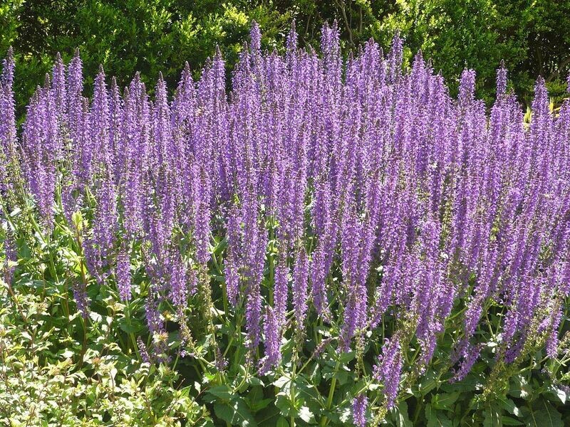 Salvia | May Night