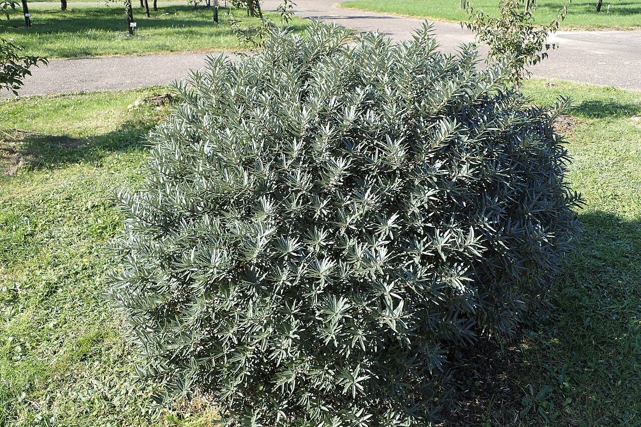 Sea Buckthorn | Hikul (male)