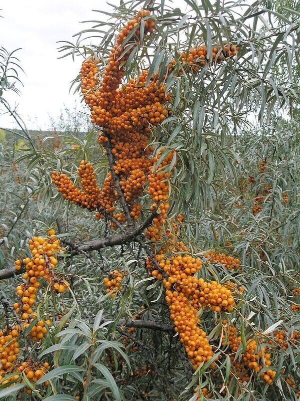 Sea Buckthorn | Female  'Fruit Producing'