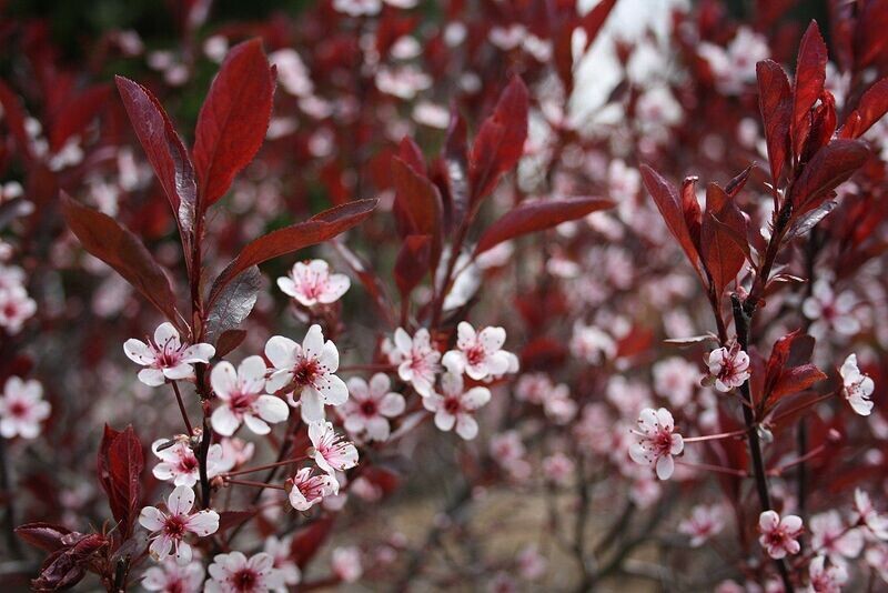 Sandcherry (Plum) | Purple Leaf