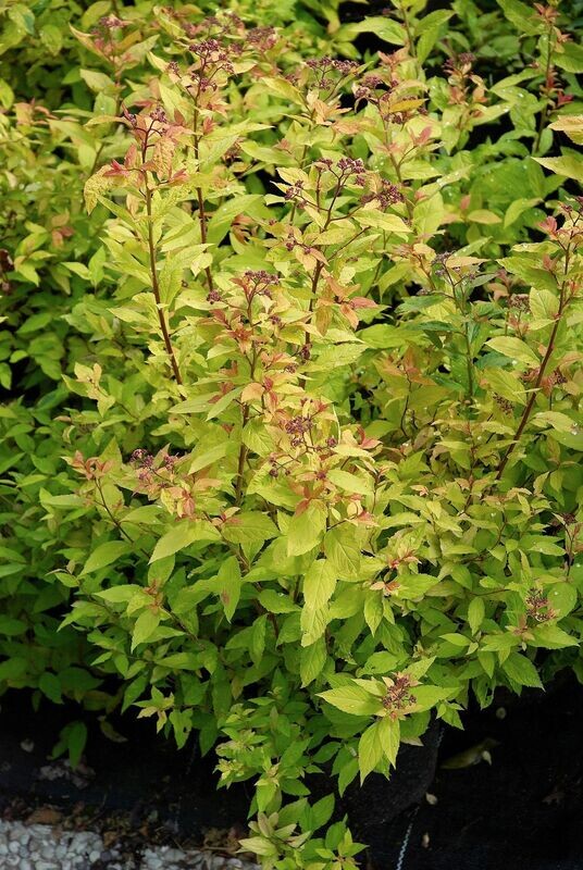 Spirea | Goldflame