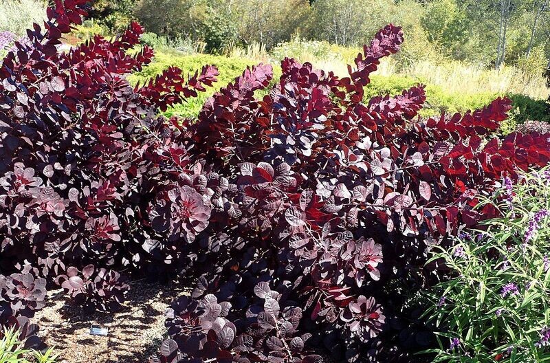 Smokebush | Royal Purple