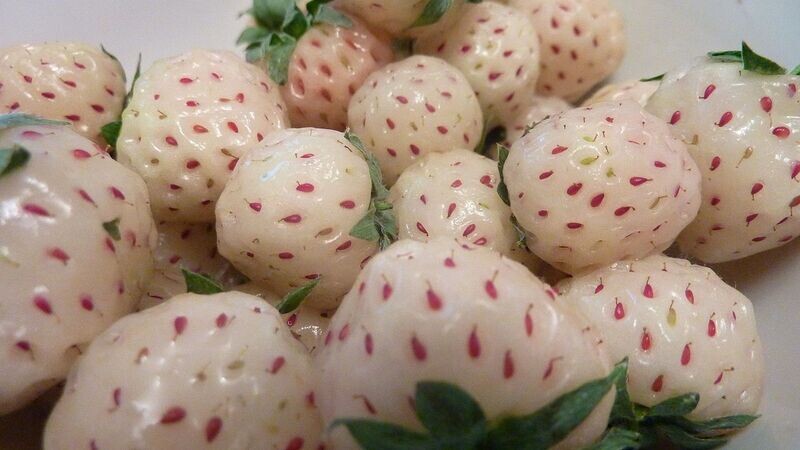 Strawberry | Pineberry