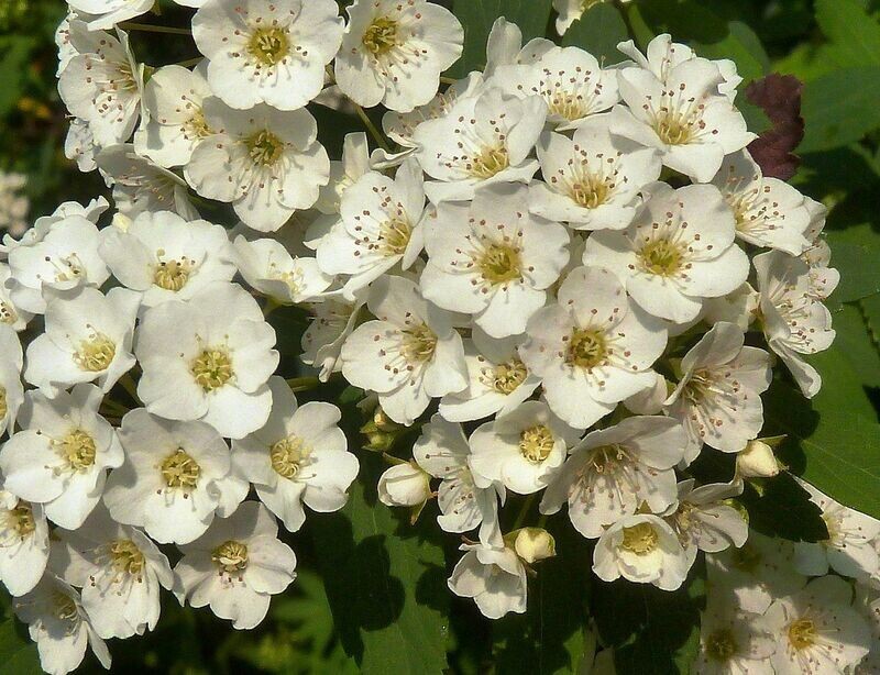 Spirea | Snowmound