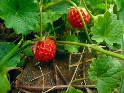 Strawberry | Wild 'Native'