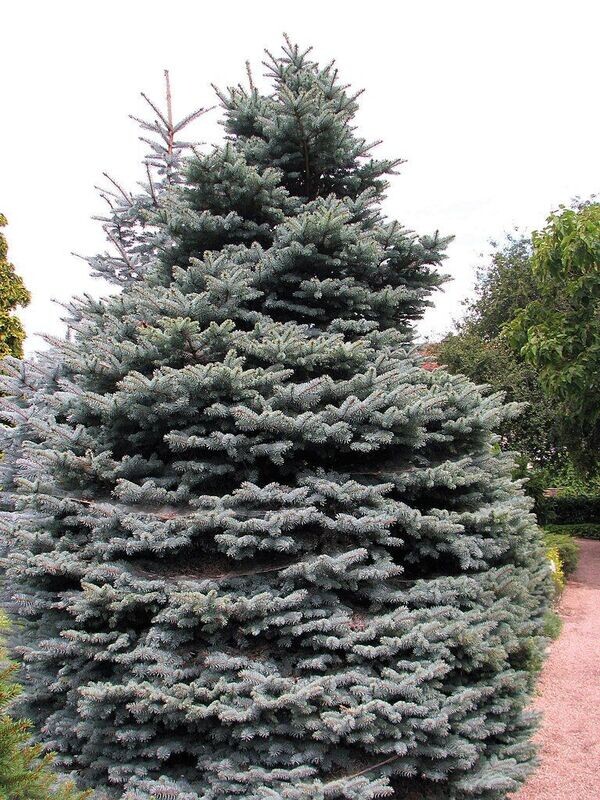 Spruce | Blue  'Montgomery' Dwarf