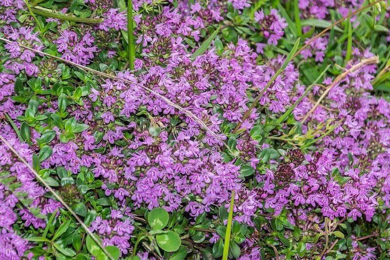 Thyme | Purple Creeping