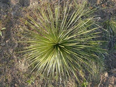 Yucca | Soapweed 'Native'