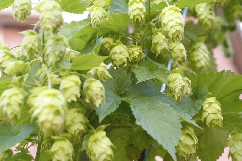 Hops | Vine