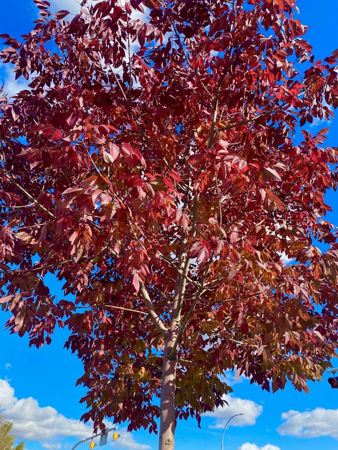 Ash | White 'Tuxedo' Ash | White 'Tuxedo'